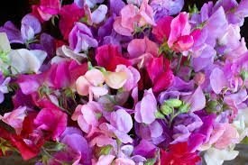 50+ Sweet Pea Seeds - Summer Romance Blush Pink Blooms - Lathyrus odoratus - Fragrant Climbing Vines for Gardens & Bouquets