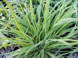 50 Seeds Cat Grass Dactylis glomerata Safe Green Indoor Herb for Cats Chewing and Digesting