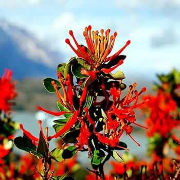 Chilean Firebush Tree Seeds - 10 Rare Embothrium coccineum with Scarlet Red Flowers - Hummingbird Magnet, Ornamental Garden Plant