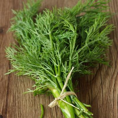 Bouquet Dill Seeds - 4,000 Non-GMO Heirloom Seeds - Fast-Growing Culinary Herb - Anethum graveolens - USA Seller
