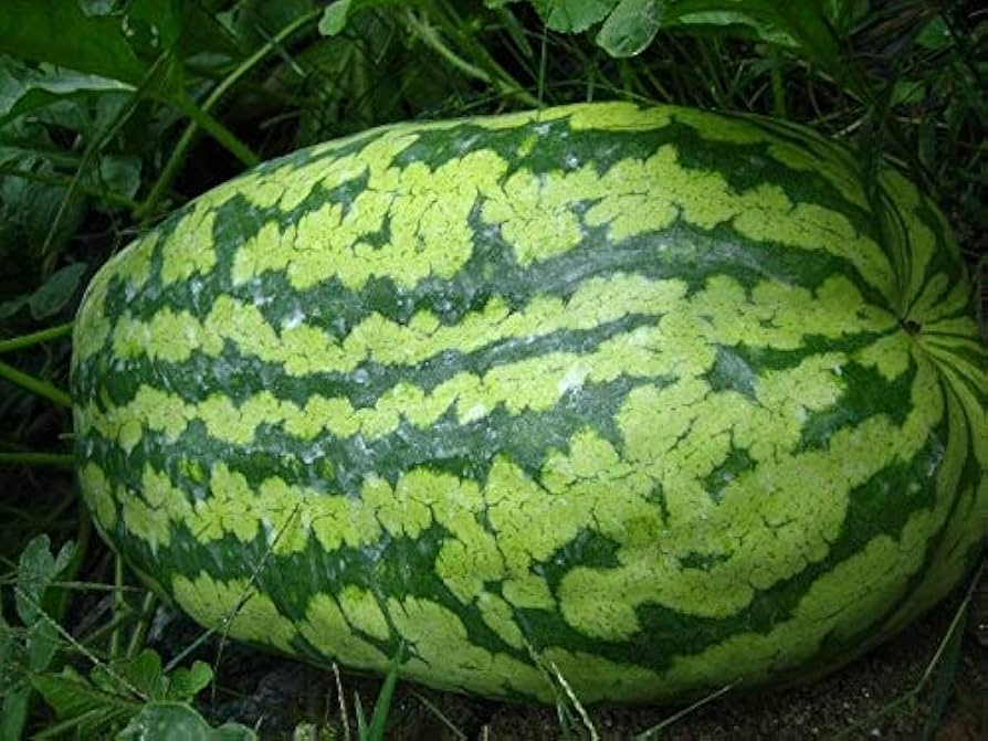 Giant Watermelon Seeds - 50 Carolina Cross - Sweet Juicy Fruit - Citrullus lanatus - USA Grown - Prize-Winning Variety