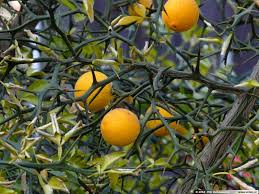 Live Hardy Orange Tree 8” Poncirus trifoliata - Fully Rooted Citrus Plant for Gardens & Hedges - Cold-Hardy & Ornamental Fruit
