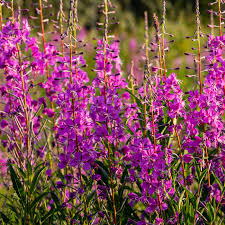 500 Fireweed Seeds | Chamaenerion Angustifolium | Magenta Flowers | Pollinator-Friendly Willow Herb for Planting