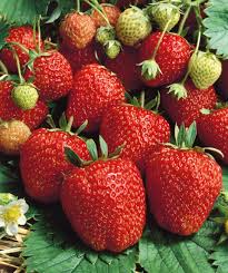 Seascape Ever Bearing Strawberry Plants Bare Root, High-Yield Sweet Berries, Fragaria × ananassa, Ideal for Containers & Gardens