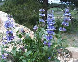 Penstemon Seeds 100mg - Payette Penstemon Violet-Blue Wildflower (Penstemon payettensis) for Pollinator Gardens
