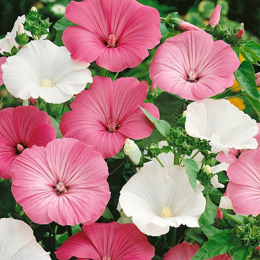 250mg Dwarf Rose Mallow Mix Seeds, Vibrant Blooms, Hibiscus moscheutos, Compact Perennial for Small Gardens & Containers