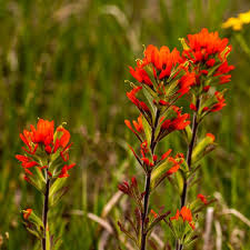 300 Seeds Scarlet Indian Paintbrush | Castilleja Coccinea | Native Wildflower | Bright Red Blooms | Pollinator Friendly