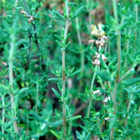 1100 Seeds Thyme Herb (Thymus vulgaris) - Culinary, Aromatic, Pollinator-Friendly for Gardens and Cooking