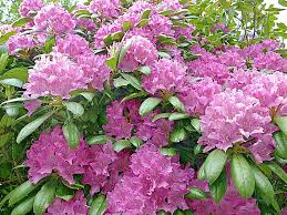 50 Cali Pink Azalea Seeds - Rhododendron macrophyllum - Hardy Flowering Shrub with Stunning Pink Blooms for Garden