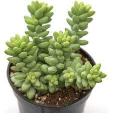 Burro's Tail Succulent 4'' Pot Silvery-Green Sedum morganianum Live Rooted Easy-Care Indoor Plant