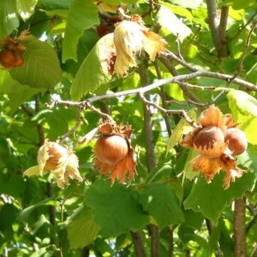 2 Bare Root American Hazelnut Trees, 6-12" Tall, Edible Nuts, Corylus americana - Live Trees for Home Orchards and Wildlife Gardens