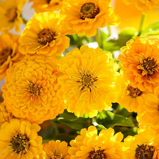 Zinnia Seeds - 200 Count - Lemon Meringue Mix - Non-GMO Bright Yellow Flowers - Attracts Pollinators - Easy to Grow Annuals