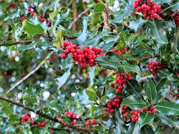 American Holly Seeds - 500mg Ilex Opaca - Evergreen Tree with Red Berries - Wildlife-Friendly Garden Plant