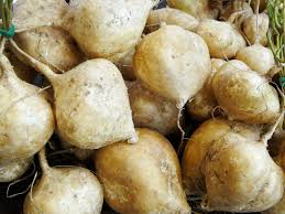True Jicama Seeds - 5 Seeds for Planting, Crisp Sweet Root, High Yield, Heat Tolerant, Pachyrhizus erosus