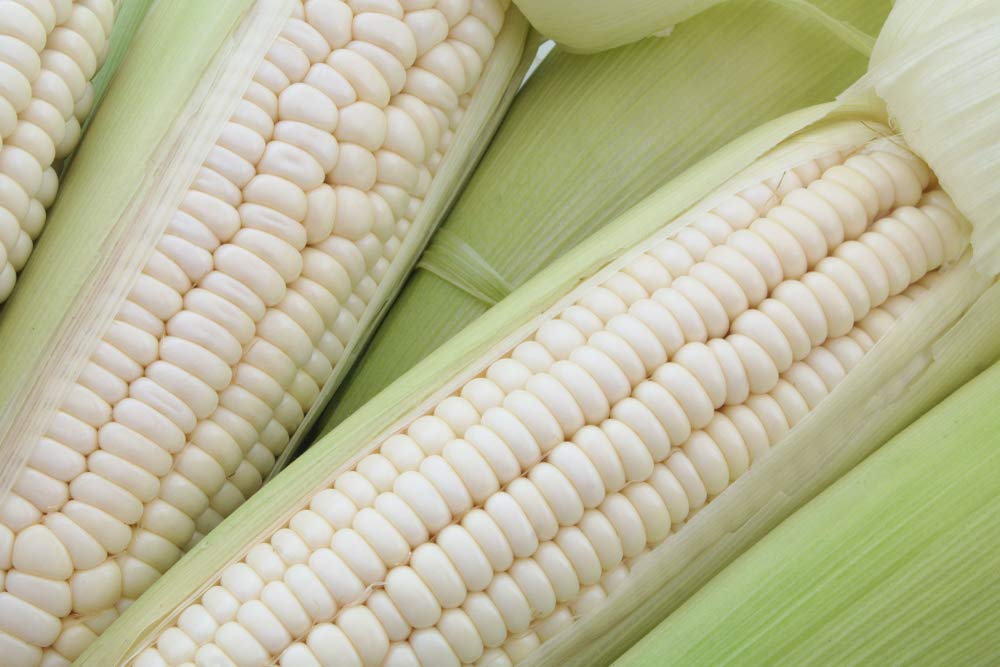 50pcs Sweet White Corn Seeds - Heirloom Non-GMO Zea mays - Delicious Tender Kernels for Home Gardens