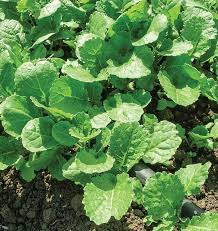 Ethiopian Kale Seeds 1,000 Heirloom Non-GMO Brassica Carinata Abyssinian Mustard Nutritious Leafy Green Superfood
