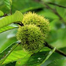 2-Pack Live Bare Root Chinese Chestnut Tree - Edible Nuts, Hardy, Castanea mollissima, Zones 4-8, 1'-2' Plants