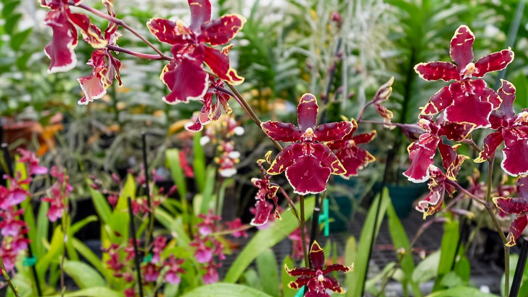 Odonticidium Wildcat 'Bobcat' Orchid Plant | Live Starter Plant in 3" Pot | Burgundy & Yellow Blooms | AM/AOS Award