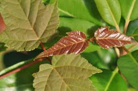 10 Seeds Snakebark Maple Tree, Rare Acer grosseri, Unique Striped Bark, Ornamental Shade Tree