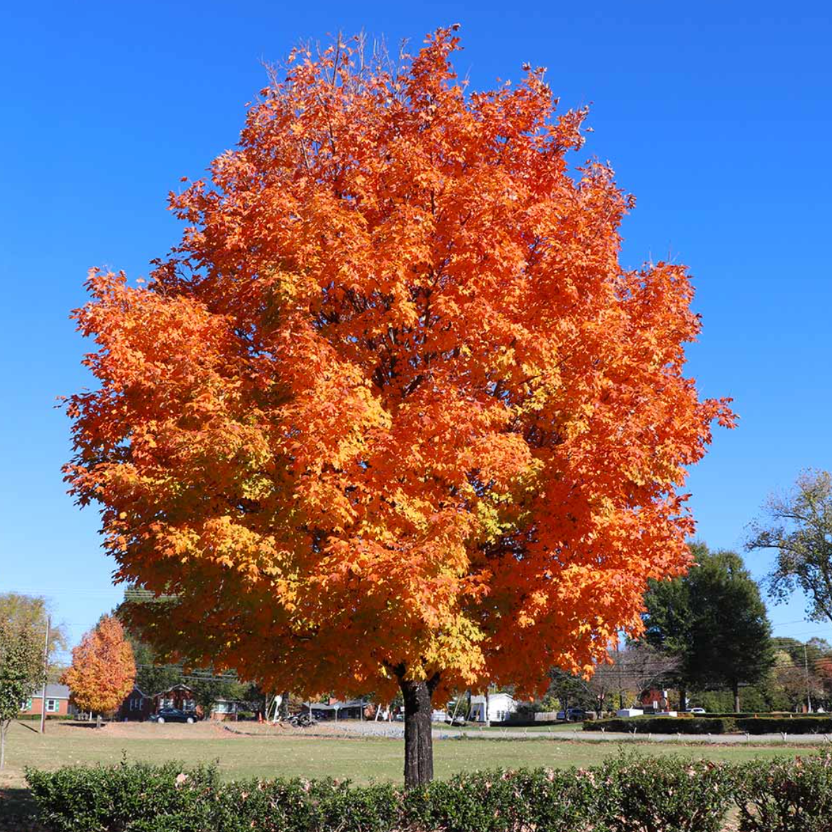 Sugar Maple Tree 2-3 Ft Live Bare Root Plant Acer saccharum Fast Growing Shade Tree for Landscaping and Maple Syrup Production