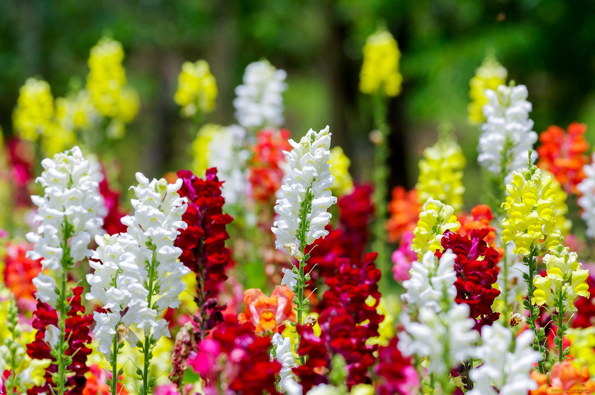 Cinderella Snapdragon Seeds | 1000+ Seeds | Pastel Blooms | Antirrhinum majus | Pollinator-Friendly Garden Flowers