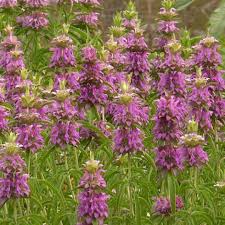 Lemon Mint Seeds 2000 Count, Monarda Citriodora, Fragrant Herb for Teas, Culinary Use & Pollinator Gardens
