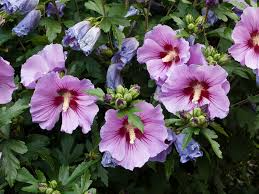 Rose of Sharon Seedlings | Flowering Hibiscus Bush | Hibiscus syriacus | Easy-to-Grow Outdoor Shrub for Zones 5-9