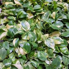 Philodendron 'Burle Marx' Live Rooted Plant, Bare Root Tropical Houseplant, Glossy Green Foliage, Easy Care Indoor Plant