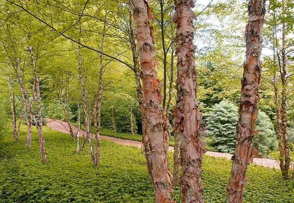 Live Bare Root Copper River Birch Tree 2-3 ft Betula nigra Hardy Ornamental Shade Tree for Landscape