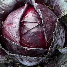750 Red Acre Cabbage Seeds - Non-GMO Heirloom, Reddish-Purple Heads, Brassica oleracea, Gourmet Variety for Container Gardening
