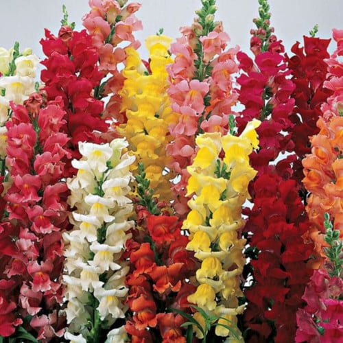 Climbing Mix Snapdragon Seeds | 1000+ Seeds | Vining Antirrhinum majus for Trellises & Vertical Gardens | Pollinator-Friendly