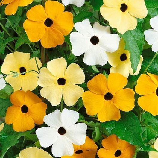 50 Seeds Black Eyed Susan Vine Mixed Colors - Thunbergia alata, Non-GMO, Tender Perennial, Attracts Pollinators, Vibrant Flowers