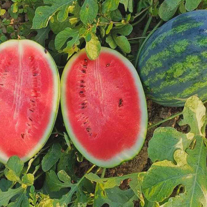 Sweet Watermelon Seeds - 25 Heirloom Seeds, Citrullus lanatus, Juicy Summer Fruit for Home Garden