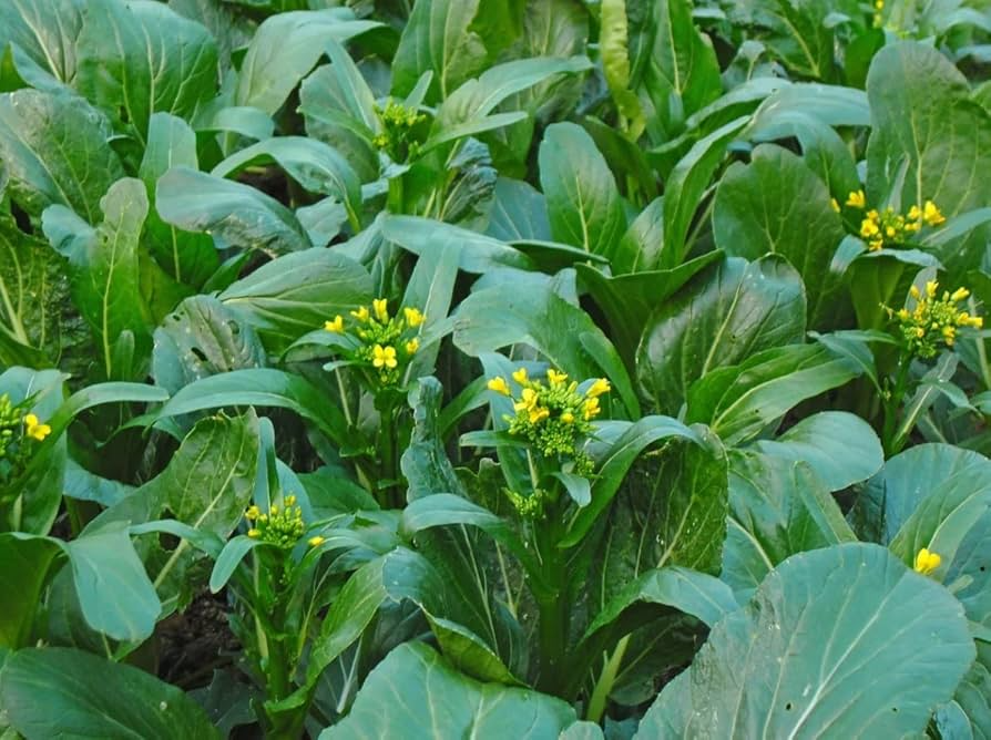 Yu Choy Sum Seeds 500mg - Brassica rapa var. parachinensis - Heirloom Asian Greens with Tender Stalks & Edible Yellow Flowers