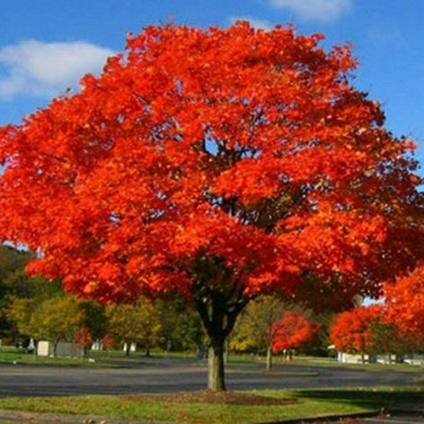 Northern Red Oak Tree Live Bare Root 2-3 Feet Quercus rubra - Fast Growing Shade Tree with Vibrant Red Fall Foliage