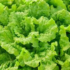 500 Seeds Black Seeded Simpson Leaf Lettuce | Heirloom Non-GMO Crisp Salad Greens | Lactuca sativa
