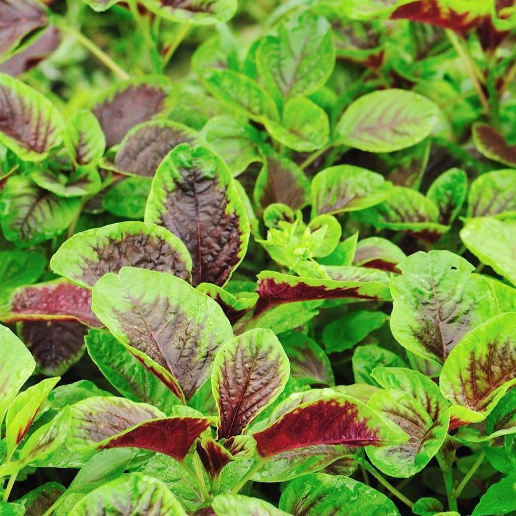 500 Seeds Edible Amaranth Red Stripe Leaf | Chinese Spinach | Yin Tsai | Red Callaloo Vegetable | Nutrient-Rich Garden Seeds
