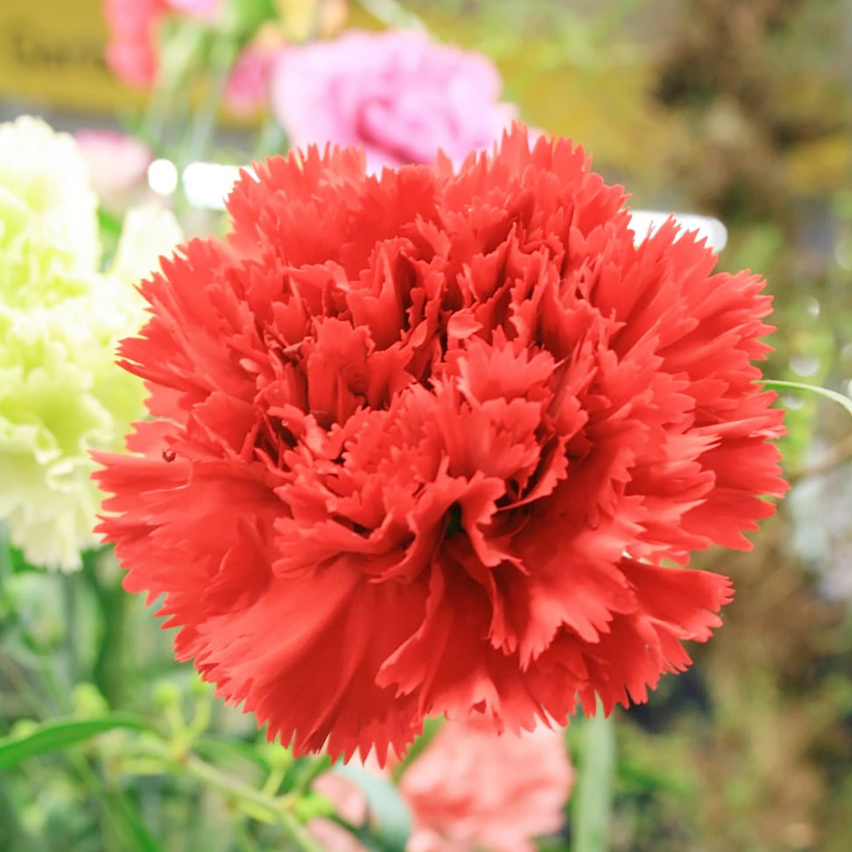 200 Seeds Carnation Etincellant Red - Fragrant Non-GMO Cut Flowers for Gardens & Bouquets (Dianthus caryophyllus)