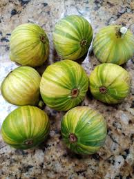 Tiger Panache Fig Cuttings – 2 Variegated 6"+ Fresh Scions with 3+ Nodes for Rooting – Ficus carica