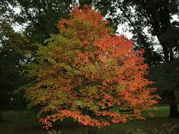 10 Seeds Hers's Snakebark Maple Acer grosseri var. hersii – Rare Ornamental Tree with Striking Green Bark