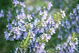Rosemary Seeds 50 Count - Aromatic Culinary Herb - Salvia rosmarinus - Drought-Tolerant, Ornamental Garden Plant