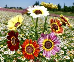 100 Painted Daisy Seeds Dunetti Mix - Chrysanthemum coccineum, Heirloom Perennial, Colorful Blooms, Non-GMO, Pollinator-Friendly