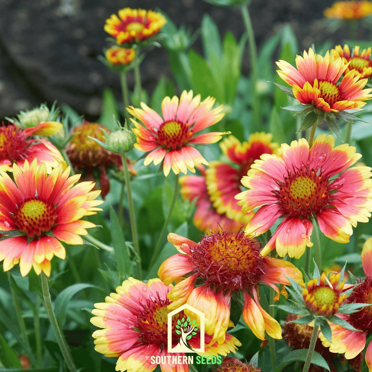 Indian Blanket Seeds - Firewheel Variety - 200 Pack - Gaillardia pulchella