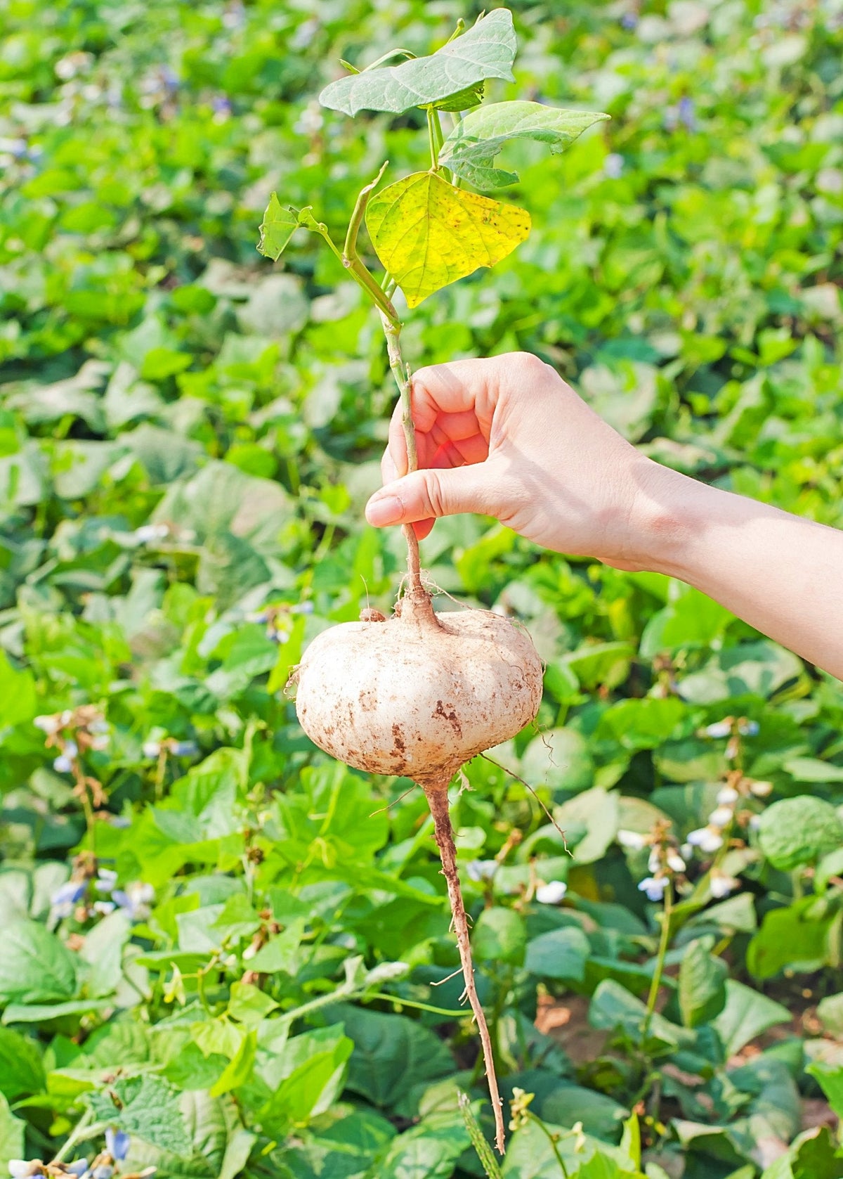 Jicama Plant - Live Root Vegetable - Pachyrhizus erosus - Culinary Vine for Home Garden
