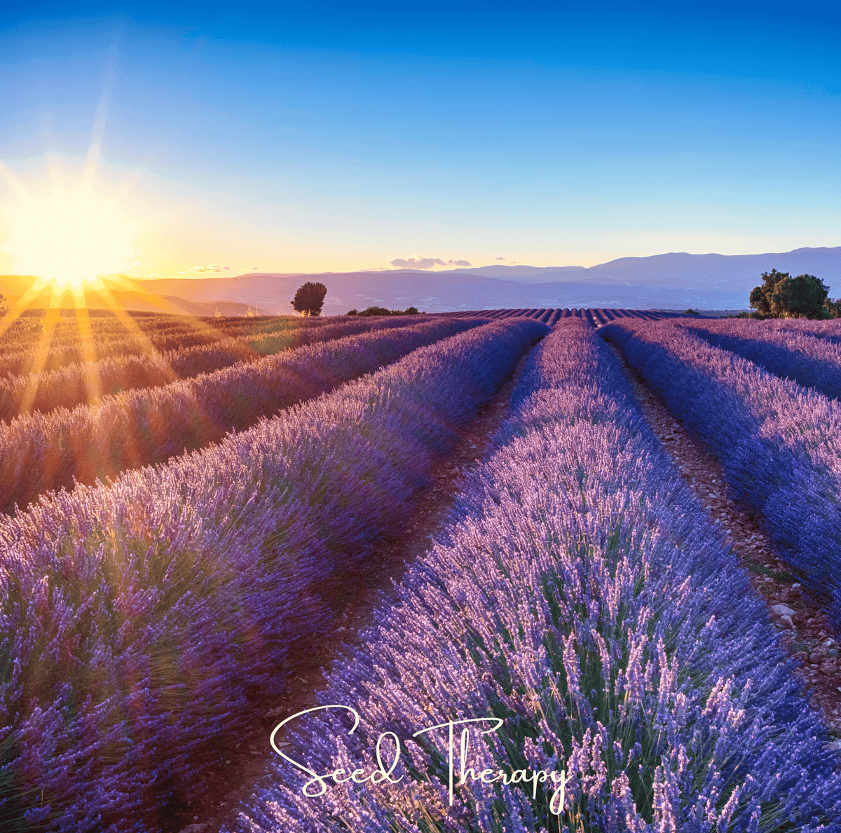English Lavender Seeds | 100 Seeds | Lavandula angustifolia | Aromatic Herb for Gardens and Aromatherapy