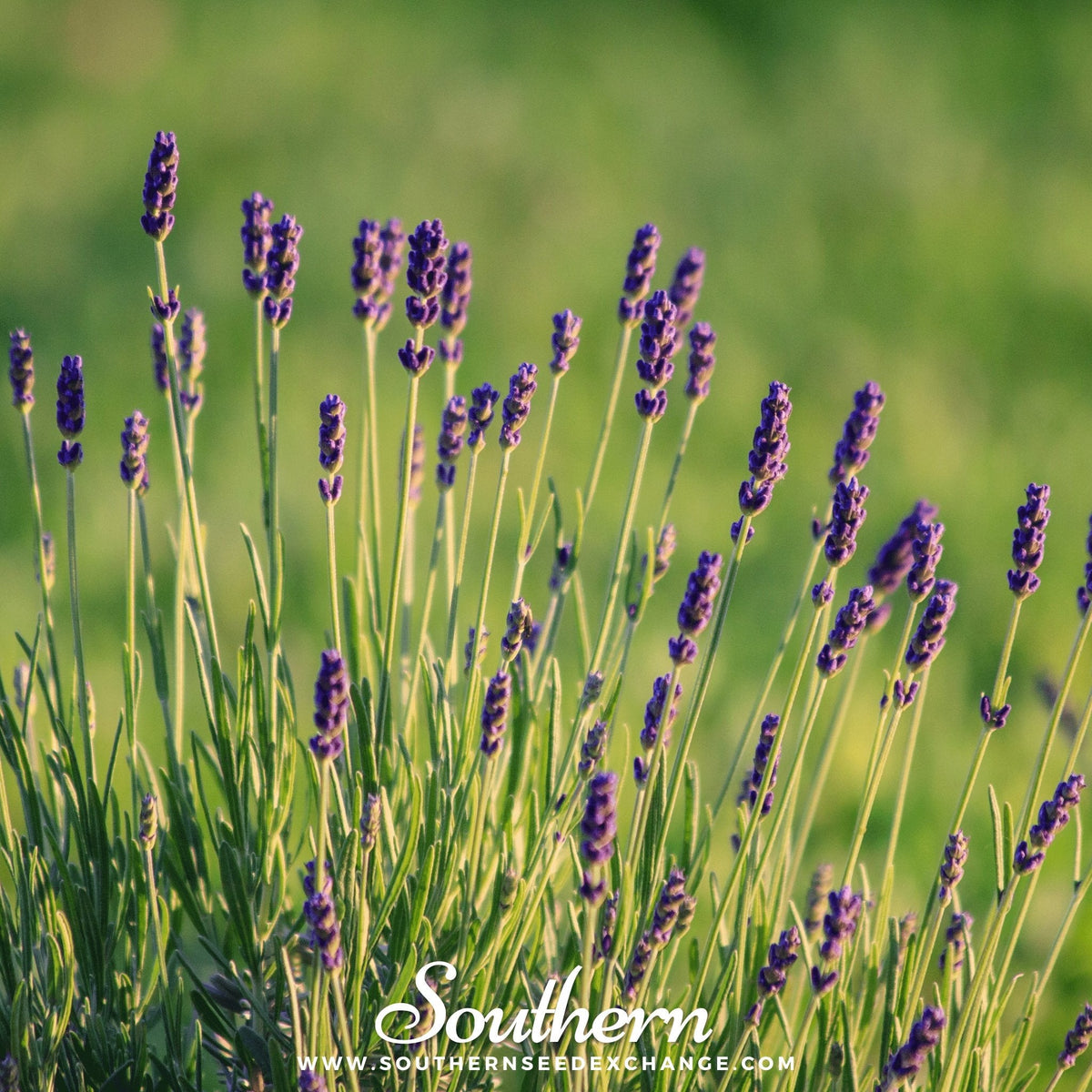 Munstead Lavender Seeds - 50 Pack - English Lavender (Lavandula angustifolia) for Garden Planting