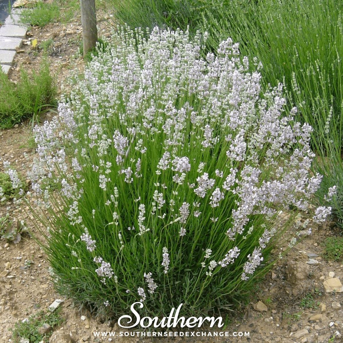 Pink Lavender Seeds - 20 Pack - Lavandula angustifolia - Aromatic Herb Garden Planting