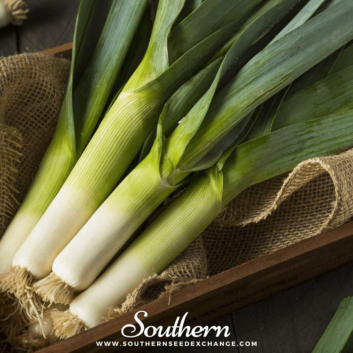 Giant Musselburgh Leek Seeds - 200 Pack - Allium ampeloprasum - Heirloom Vegetable Seeds for Gardening