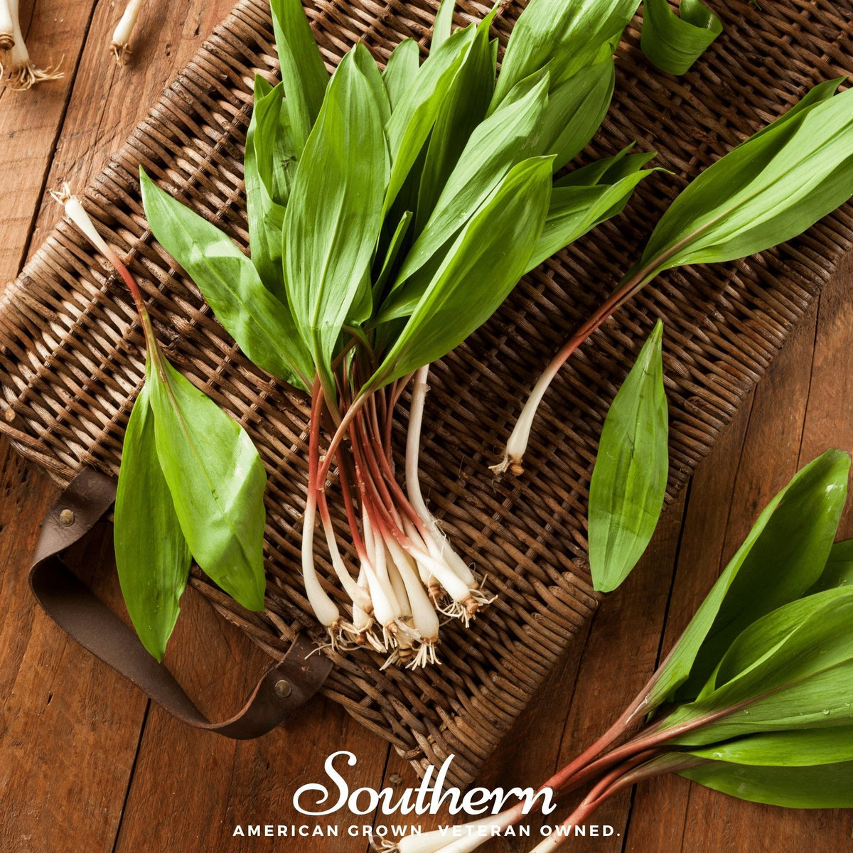 Wild Leek Seeds - 10 Pack - Ramps - Allium tricoccum - Heirloom Edible Plants for Gardens