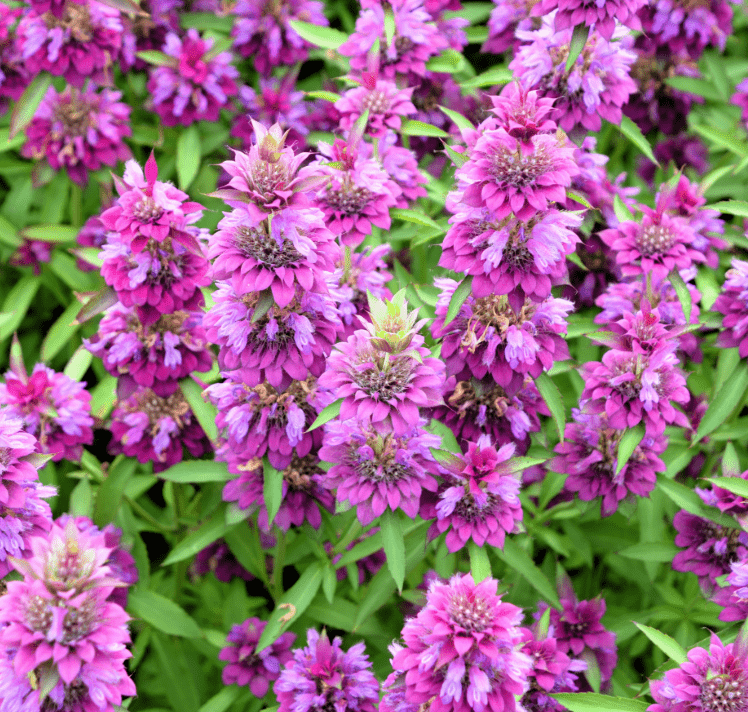 Lemon Bee Balm Seeds - 100 Seeds of Lemon Mint - Monarda citriodora - Aromatic Herb for Gardens and Pollinators